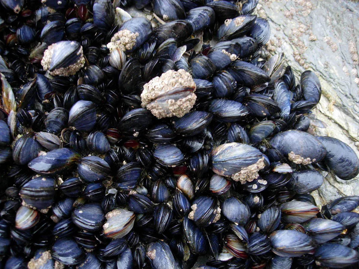 Marisqueiras em Rede participa da Feira Sabores da Terra e amplia espaço para o empreendedorismo feminino capixaba